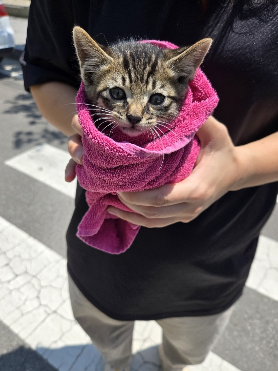 보호중 한국 고양이…